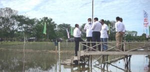 TINGKATKAN KUALITAS PURUN, PEMKO TANAM LEBIH BANYAK