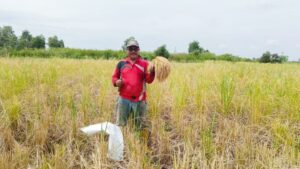 BANJARBARU HASILKAN RIBUAN TON BERAS SETIAP TAHUNNYA