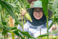 WALI KOTA BANJARBARU PANEN CABAI DAN JAGUNG