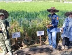 PANEN PERDANA PADI APUNG DI SUNGAI TABUK, DPKP KALSEL UJI SOLUSI PERTANIAN DI LAHAN RAWA