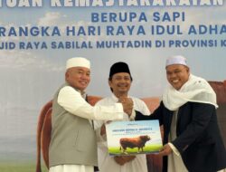 PEMPROV KALSEL SALURKAN SAPI KURBAN PRESIDEN 1.031 KILOGRAM JELANG IDULADHA