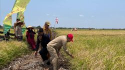 SAWAH TERANCAM KERING, PEMPROV KALSEL APRESIASI PETANI YANG PANTANG MENYERAH
