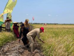 SAWAH TERANCAM KERING, PEMPROV KALSEL APRESIASI PETANI YANG PANTANG MENYERAH